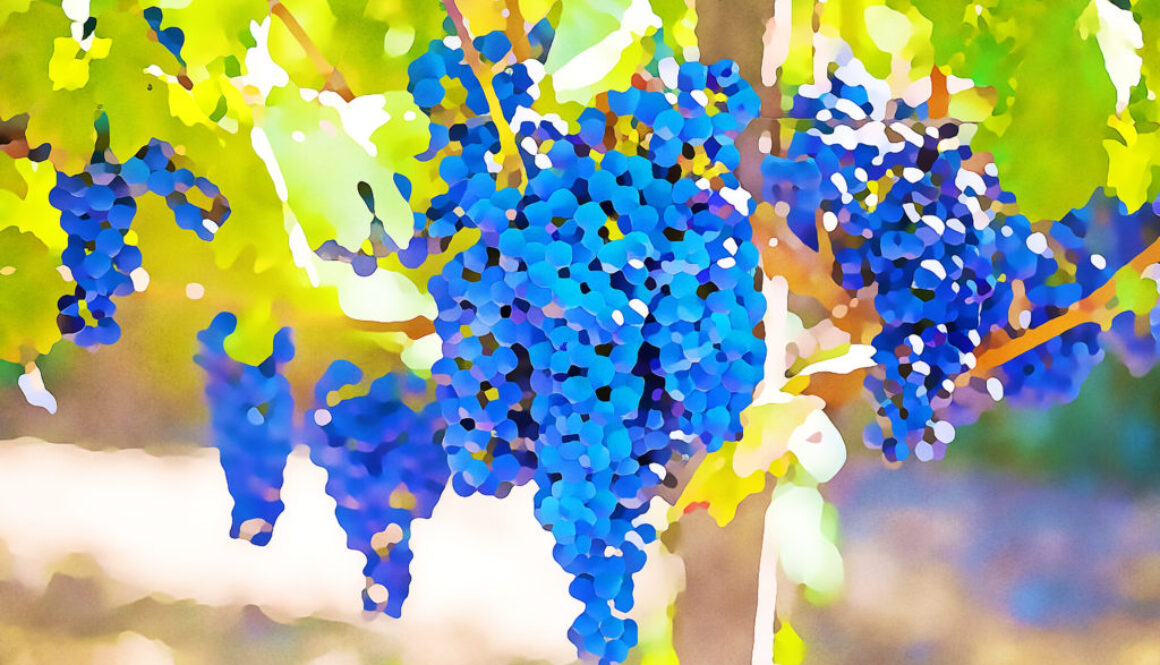 fruits-grapes-grapevines-45209