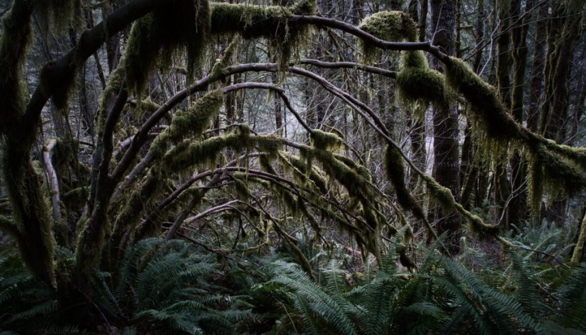 green trees in forest