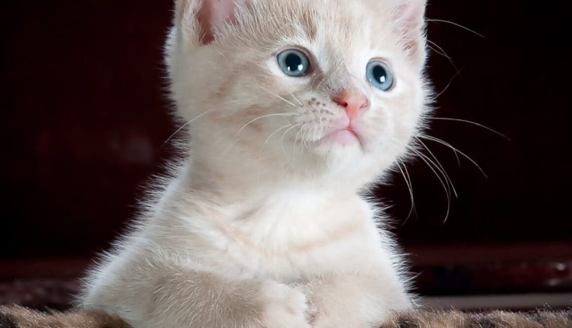 white and grey kitten on brown and black leopard print textile