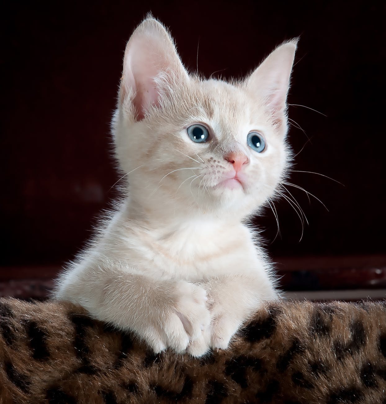 white and grey kitten on brown and black leopard print textile