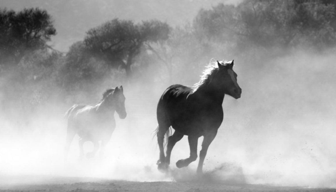 brown and white stallions running in a field