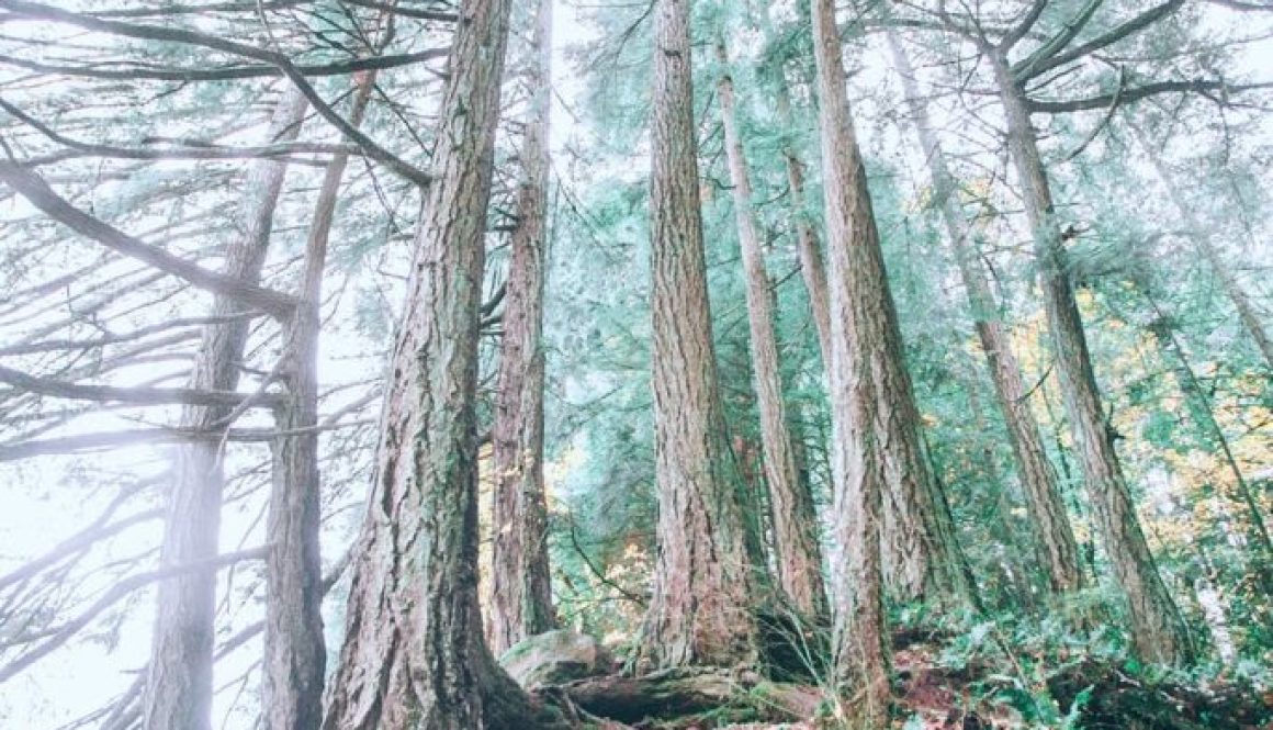 trees with thick roots in forest