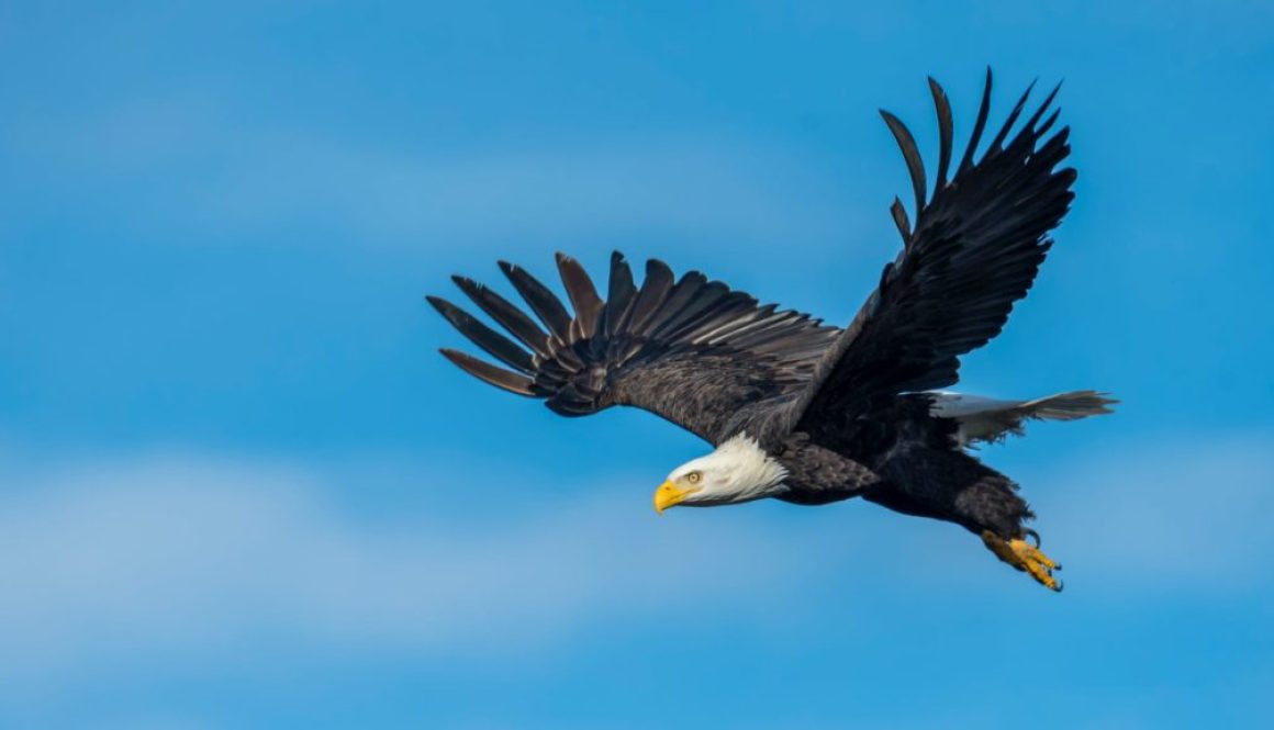 an eagle flying in the sky