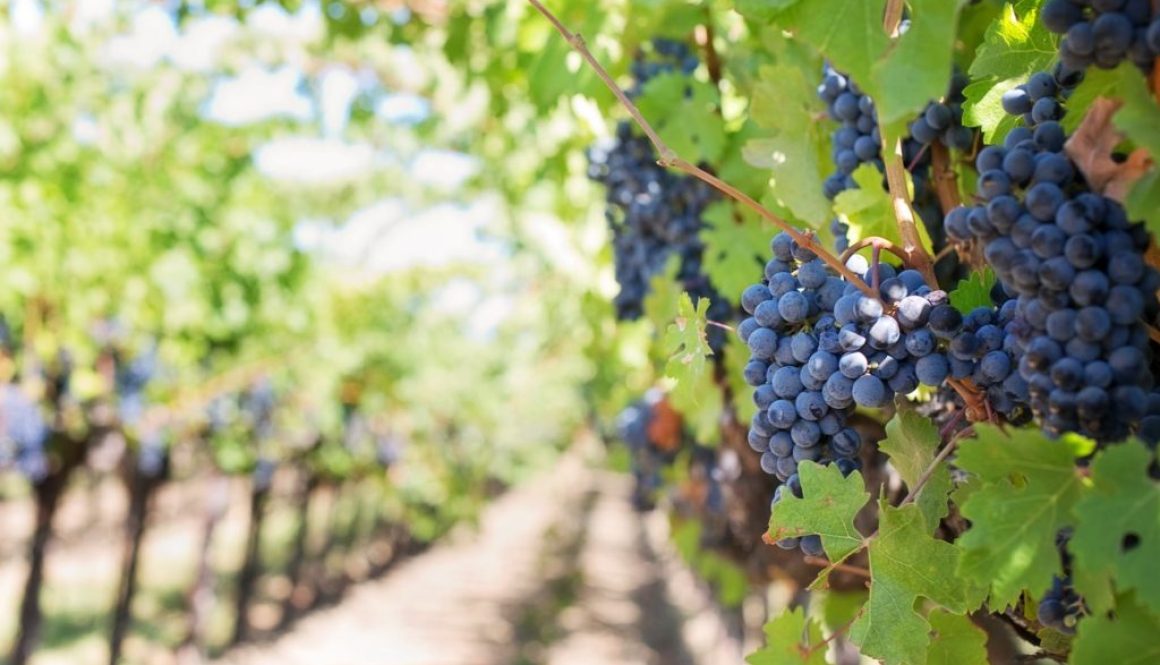 grapes on vineyard during daytime