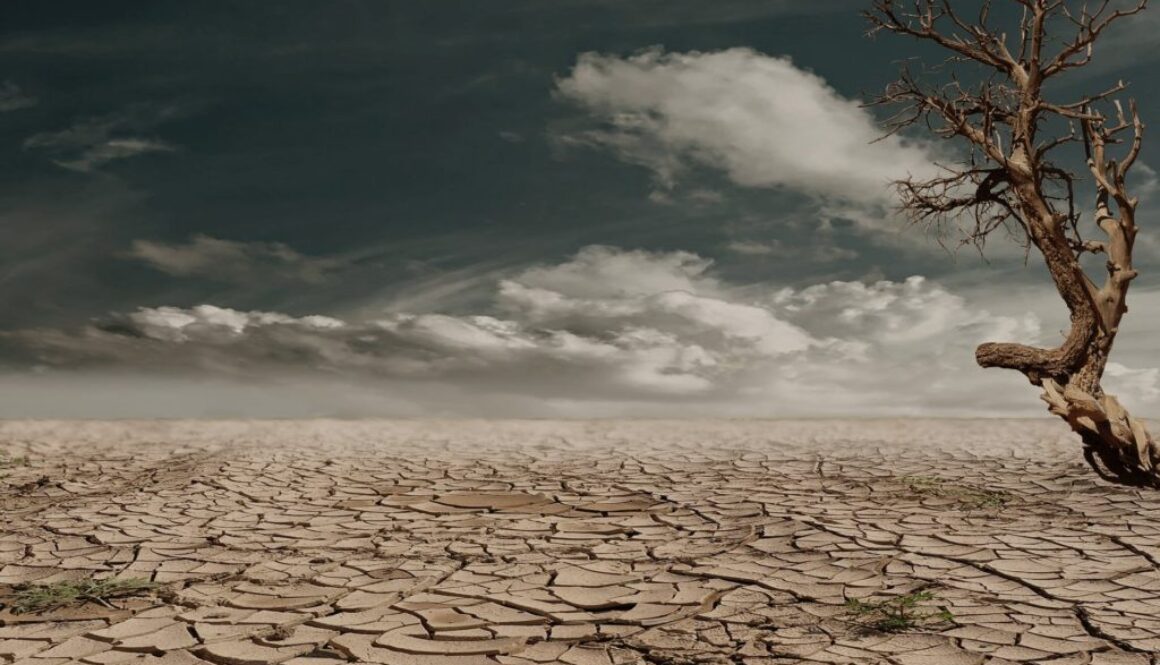 photo of brown bare tree on brown surface during daytime