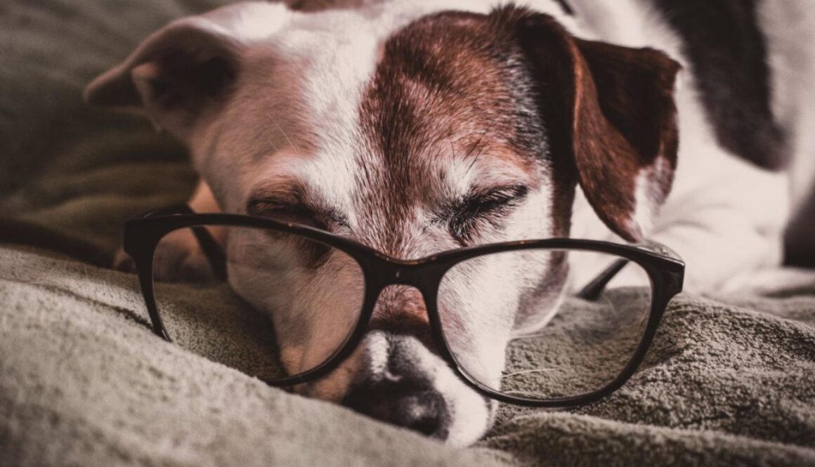 white and brown dachshund with black framed eyeglasses
