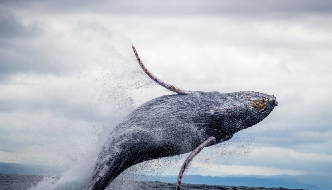 black and white whale jumping on water