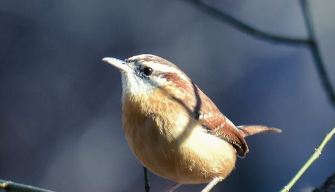 thryothorus ludovicianus bird on tree twig