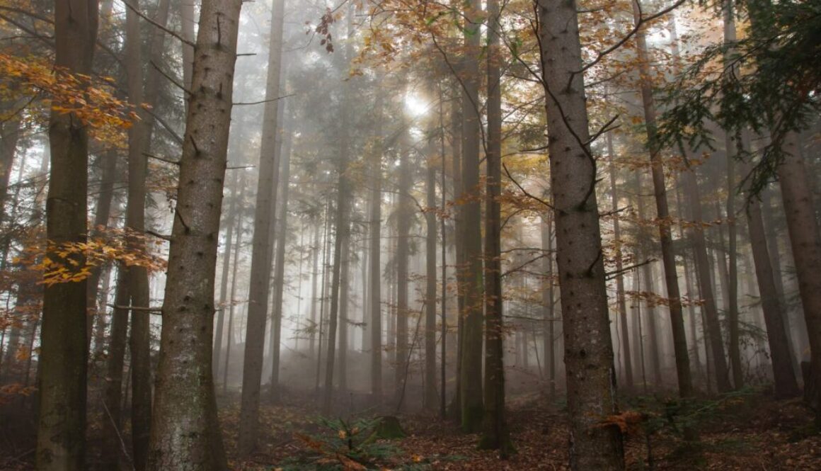 trees surrounded by fogs