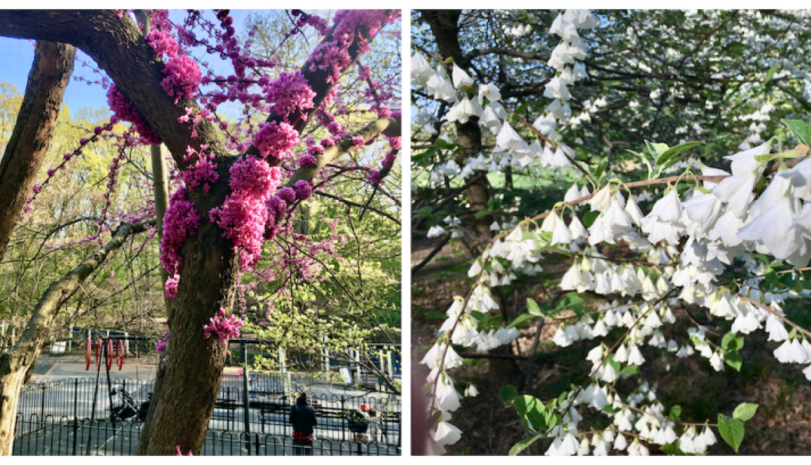 Prospect Park trees