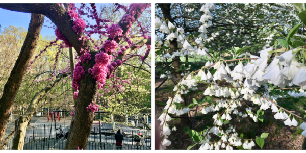 Prospect Park trees